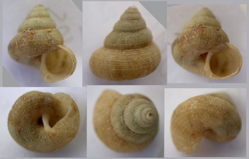 Heliacus jeffreysianus (Tiberi, 1867)